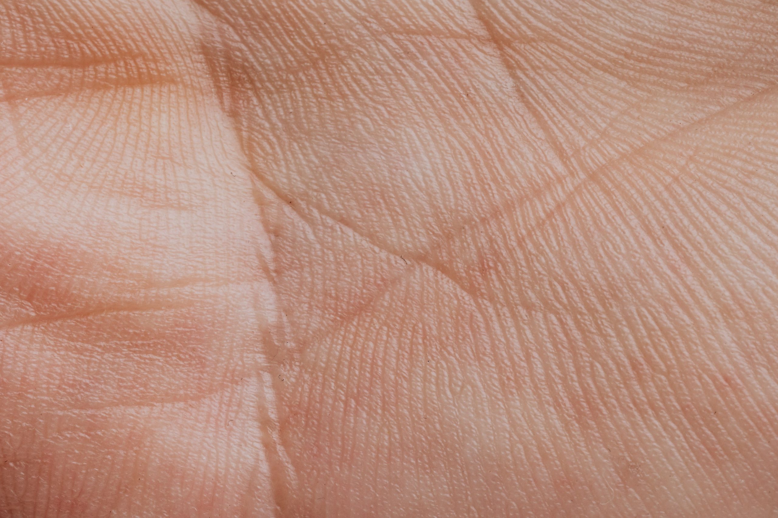 Gros plan des lignes et texture de la paume