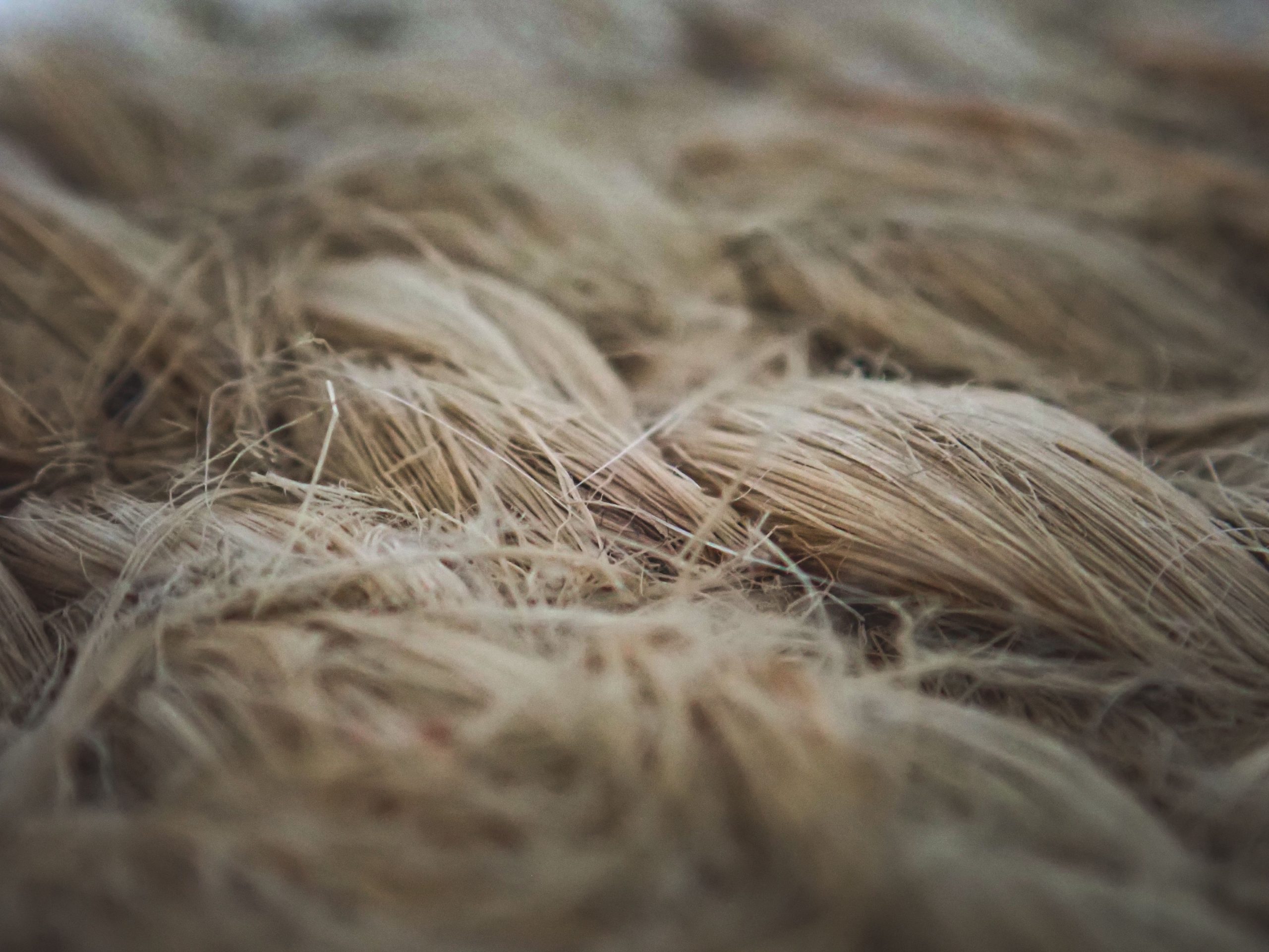 Gros plan texturé de fibres de lin brutes